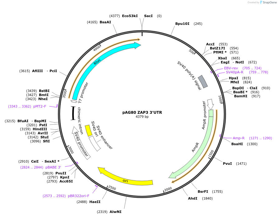 12024-plasmid-map-sequence-id-7182