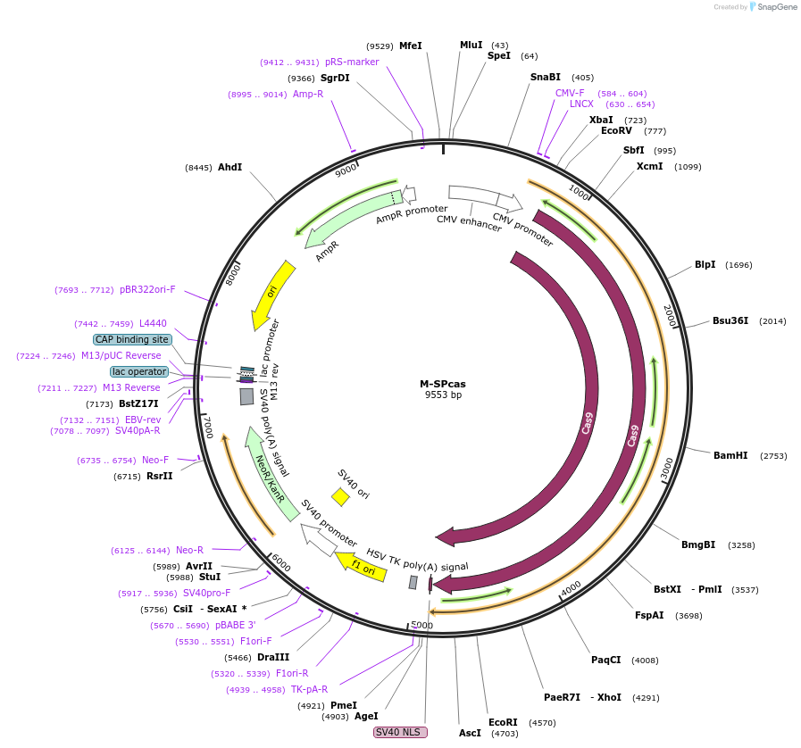 48668-plasmid-map-sequence-id-71837