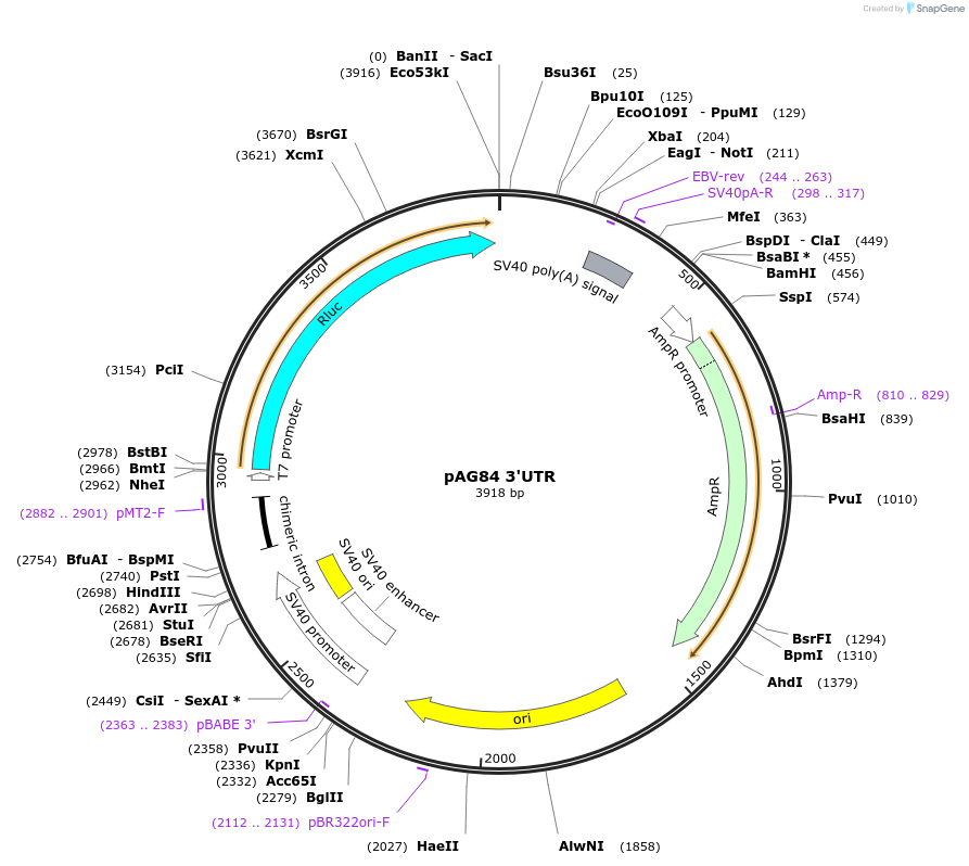 12026-plasmid-map-sequence-id-7184