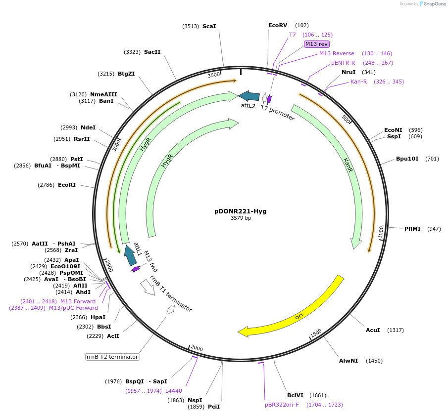 48994-plasmid-map-sequence-id-71842
