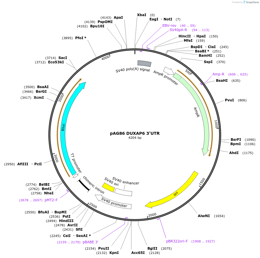 12027-plasmid-map-sequence-id-7185