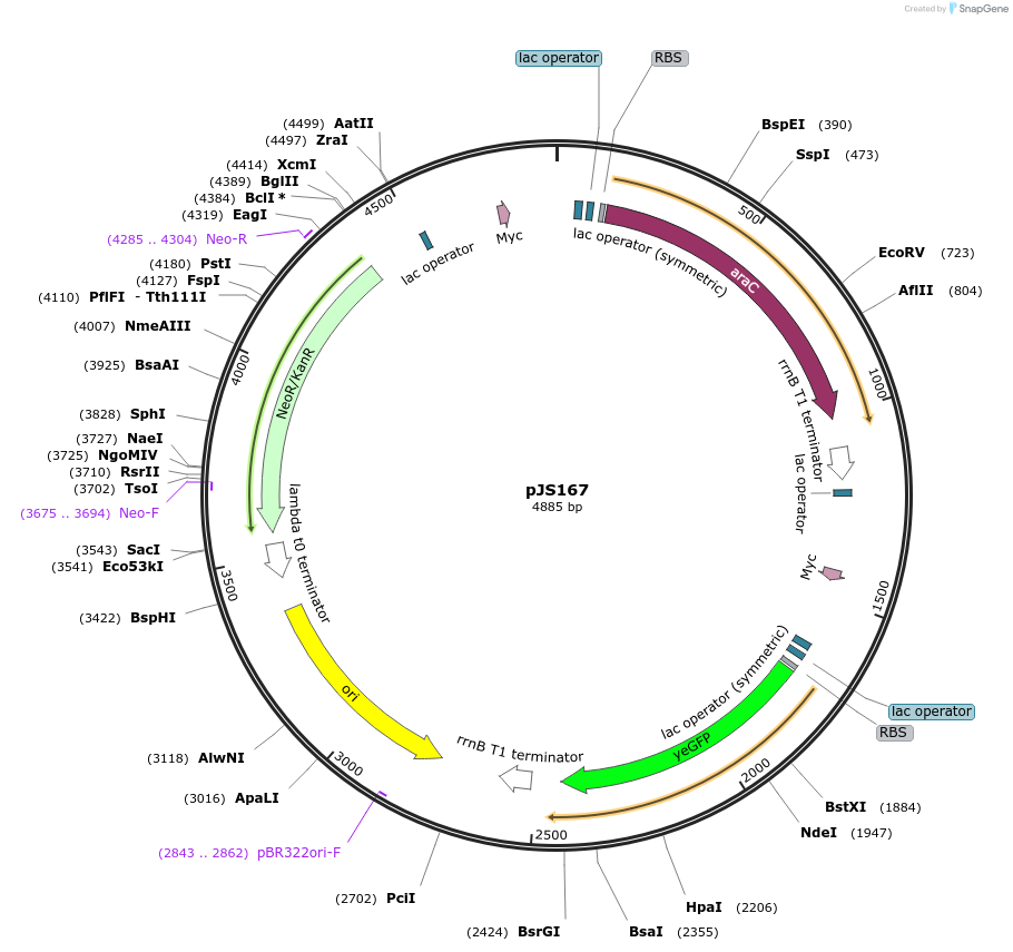 48881-plasmid-map-sequence-id-71862