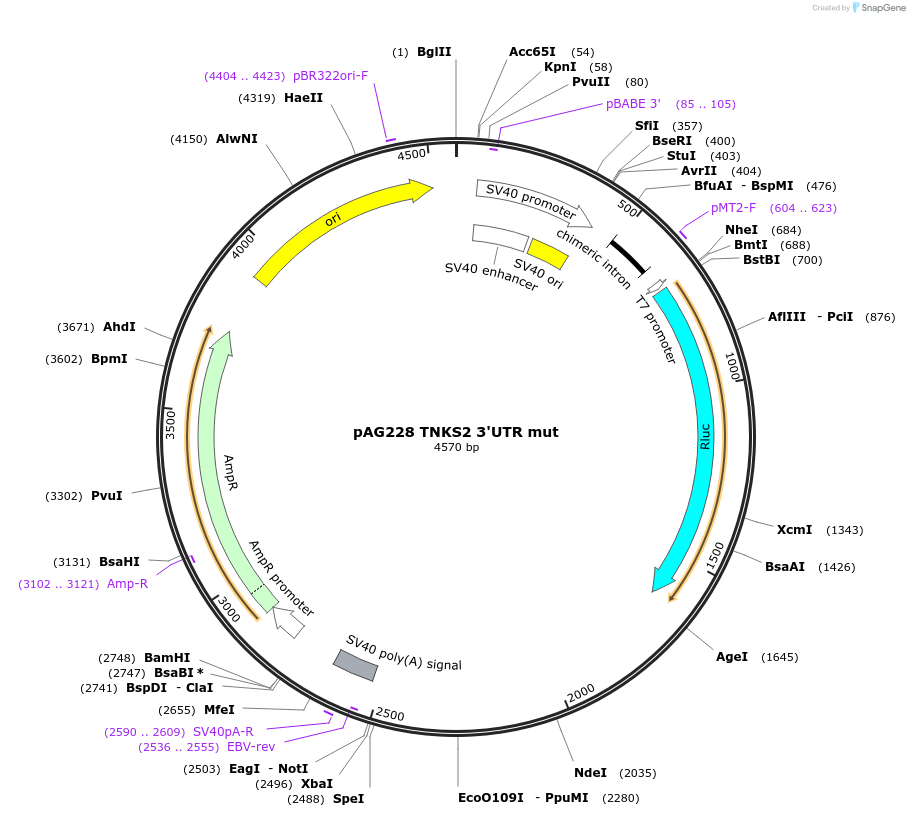 12031-plasmid-map-sequence-id-7189