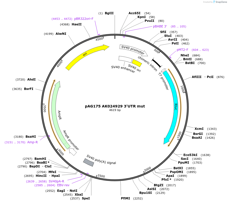 12033-plasmid-map-sequence-id-7191