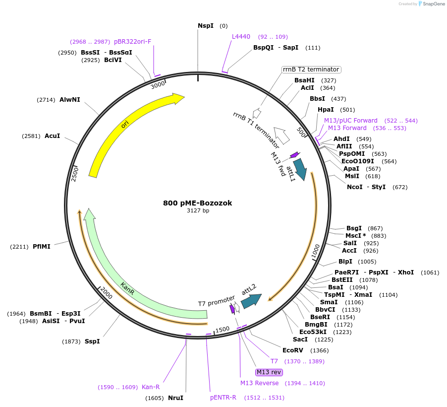 49008-plasmid-map-sequence-id-71937