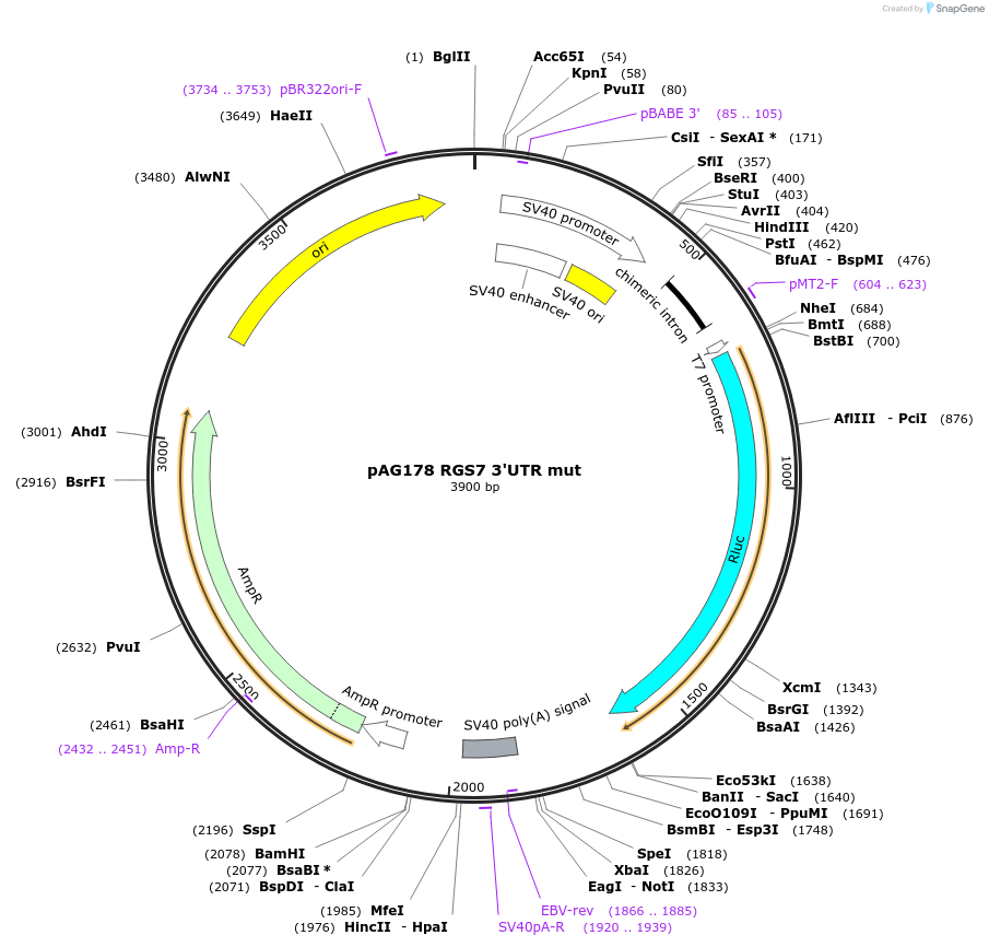 12036-plasmid-map-sequence-id-7194
