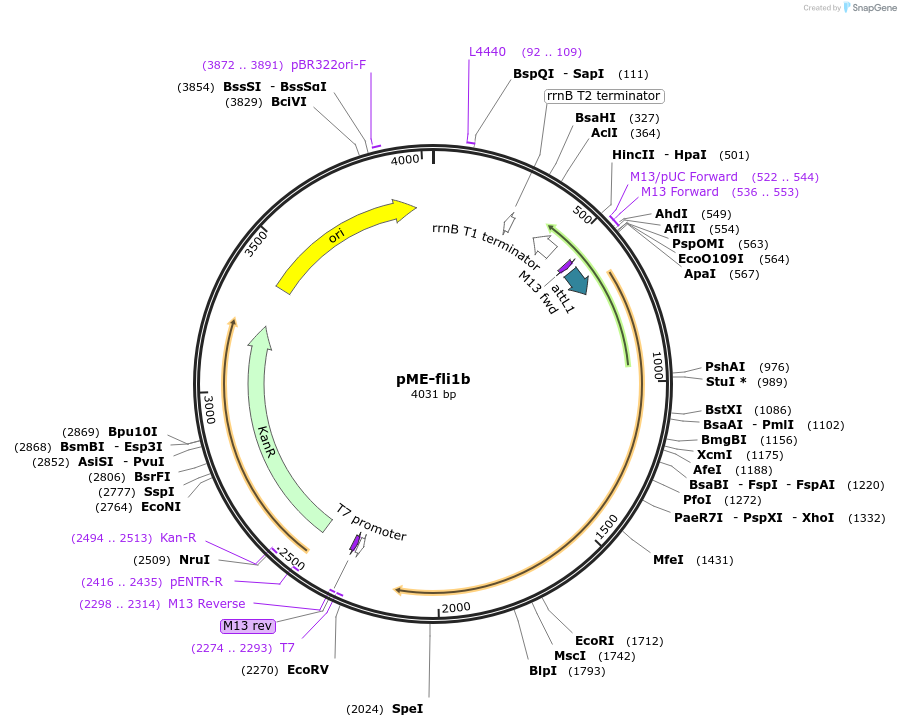 49019-plasmid-map-sequence-id-71954