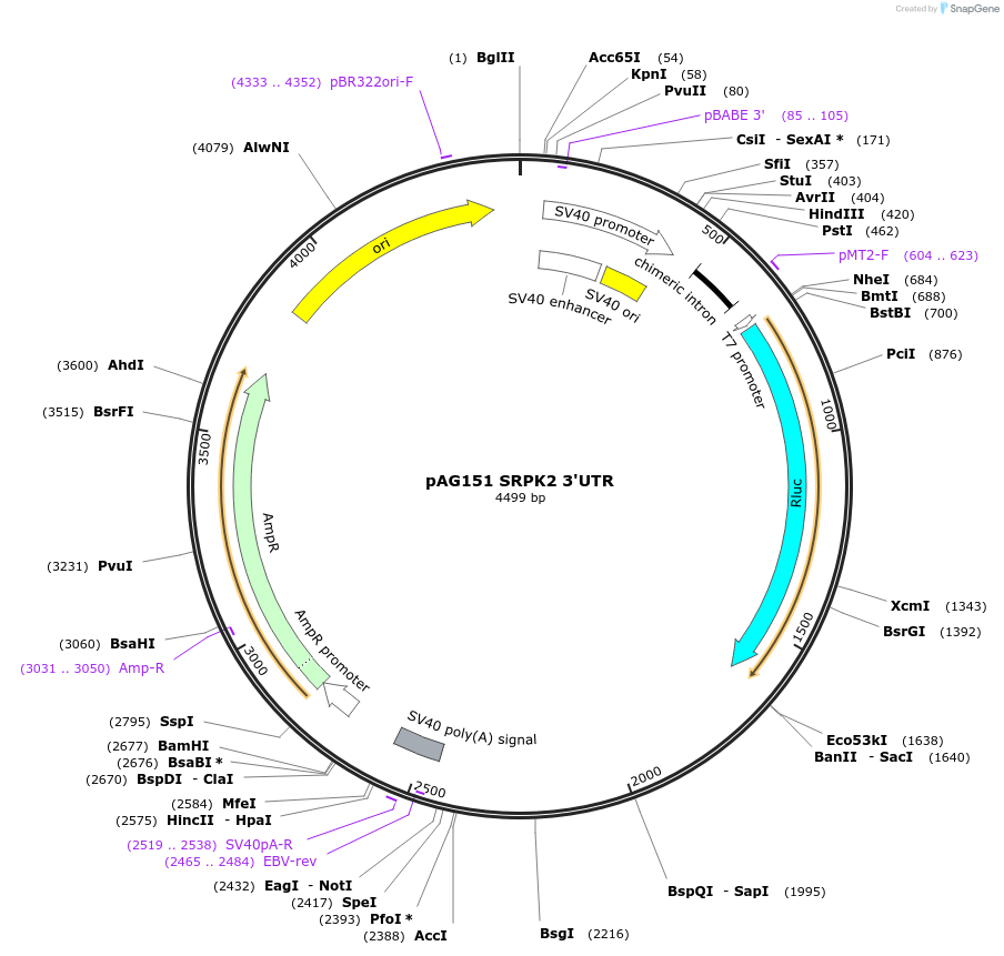 12040-plasmid-map-sequence-id-7197