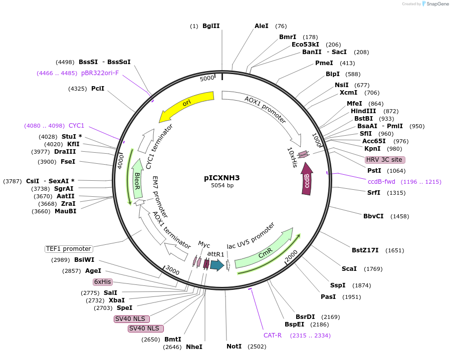49020-plasmid-map-sequence-id-71975