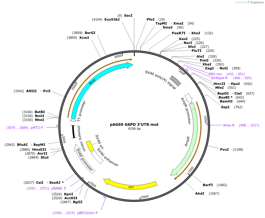 12053-plasmid-map-sequence-id-7198