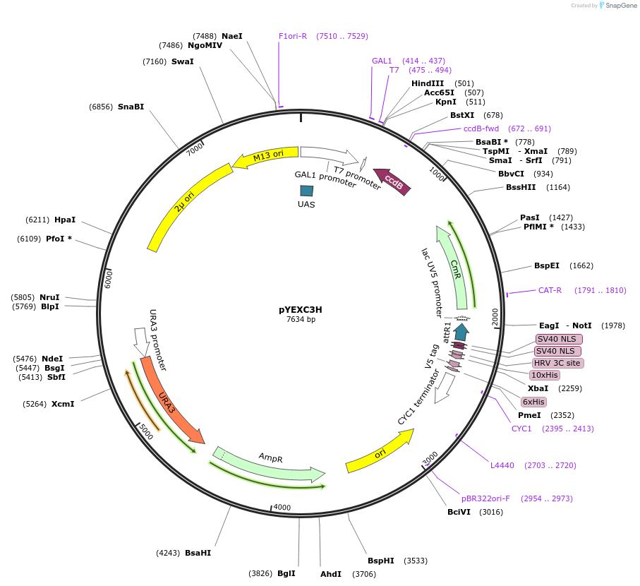 49026-plasmid-map-sequence-id-71982