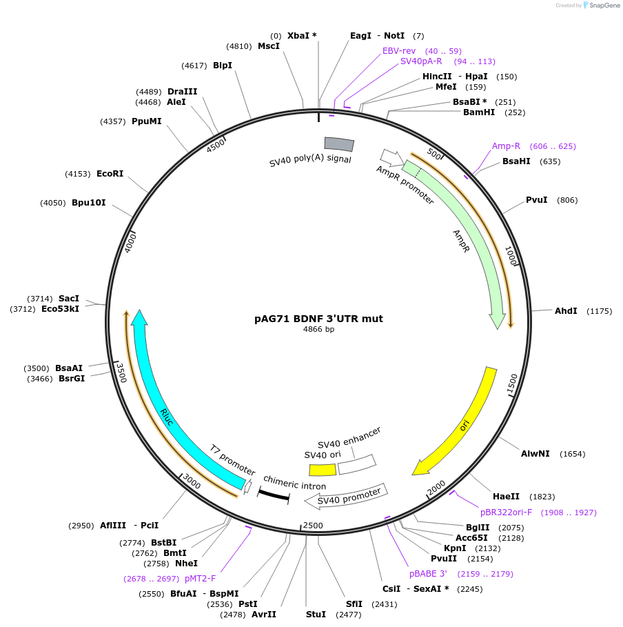 12054-plasmid-map-sequence-id-7199