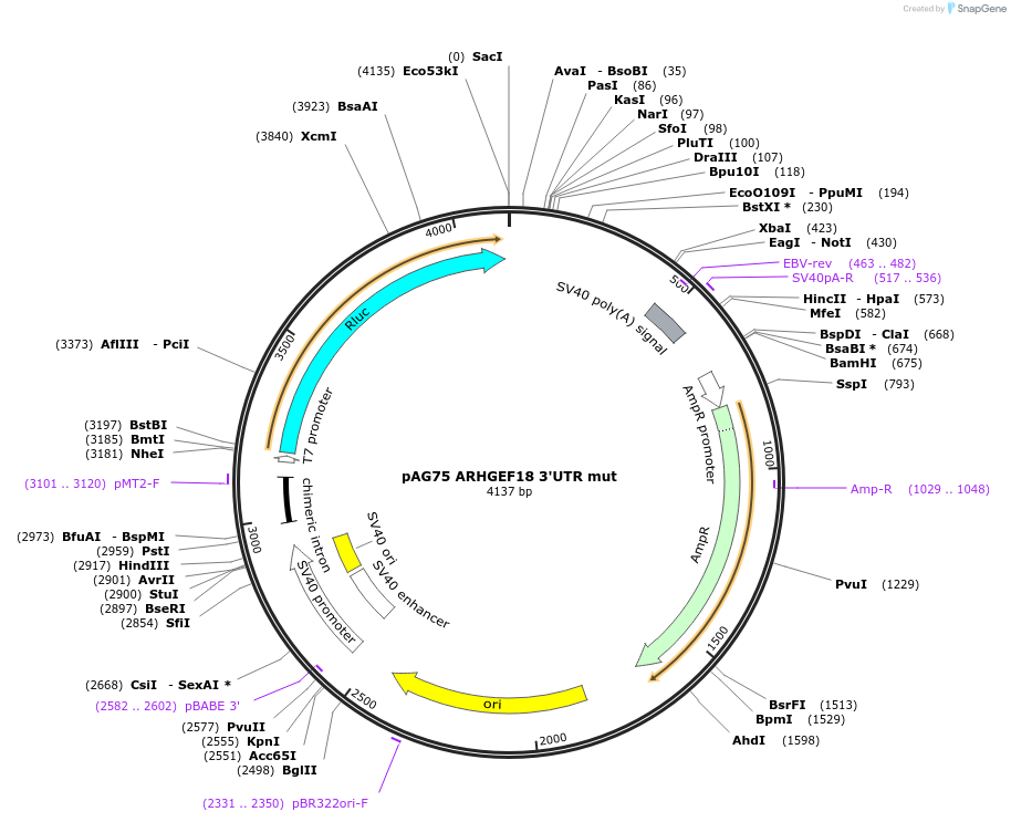 12055-plasmid-map-sequence-id-7200