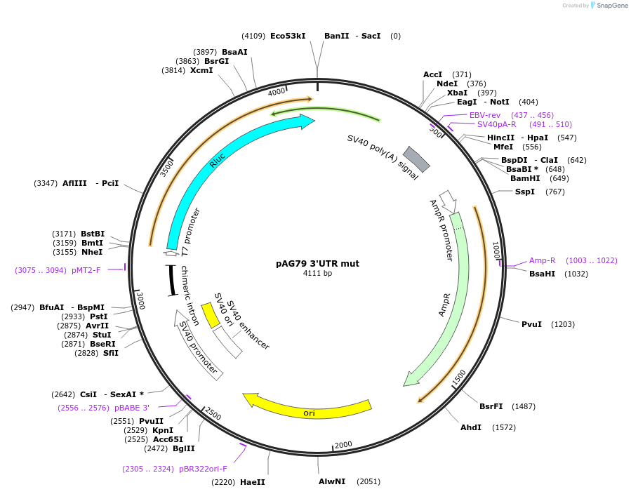 12056-plasmid-map-sequence-id-7201