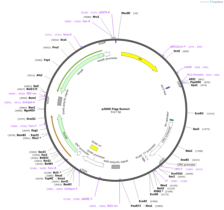 49046-plasmid-map-sequence-id-72029