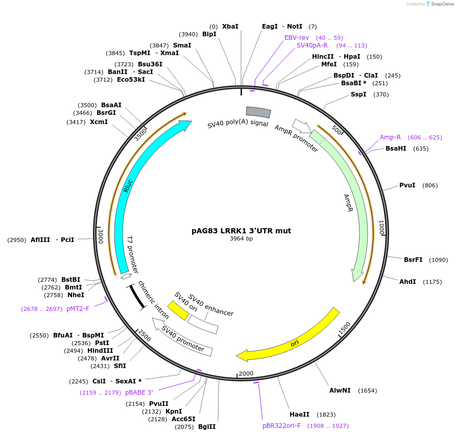 12058-plasmid-map-sequence-id-7203