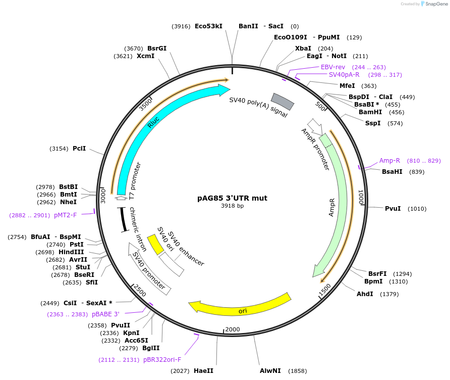 12059-plasmid-map-sequence-id-7204