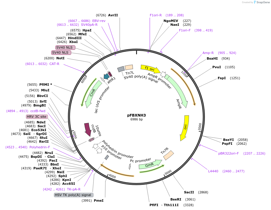 49049-plasmid-map-sequence-id-72041