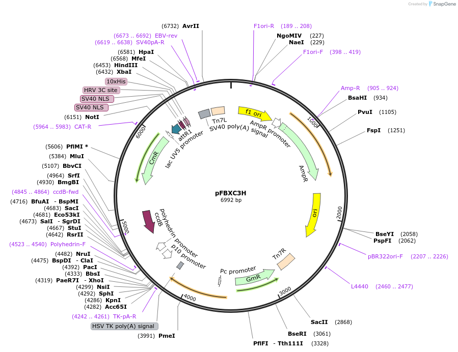 49050-plasmid-map-sequence-id-72042
