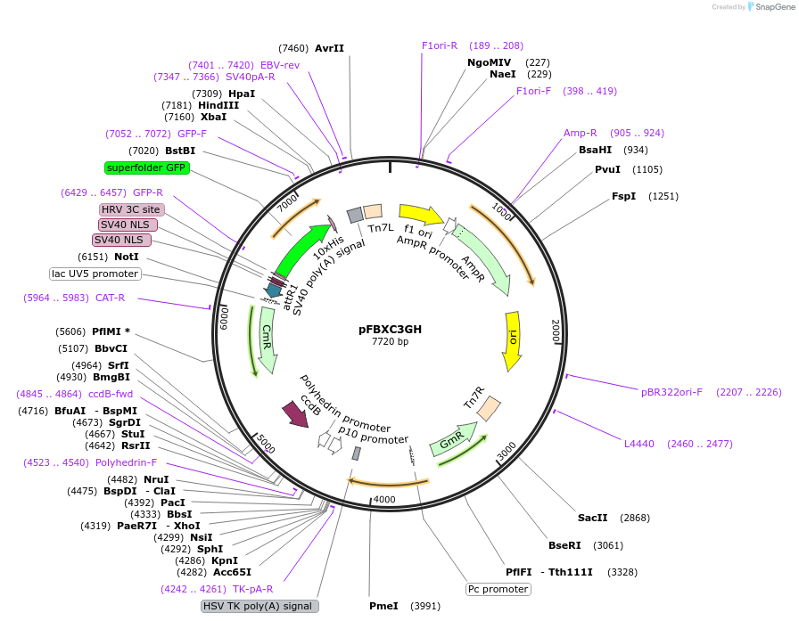 49051-plasmid-map-sequence-id-72043