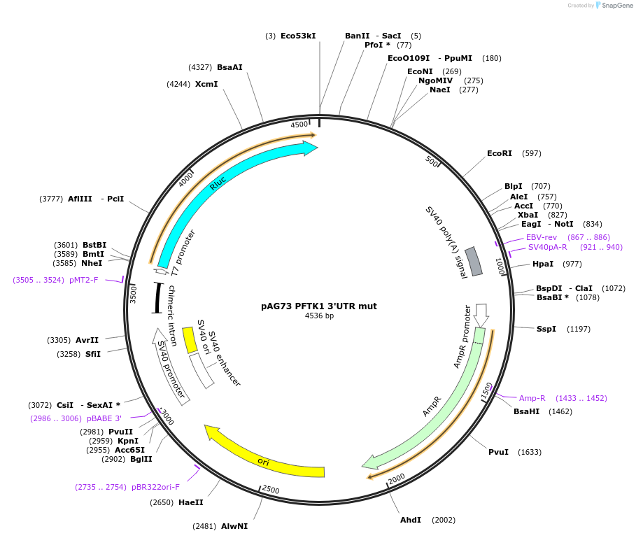 12061-plasmid-map-sequence-id-7206