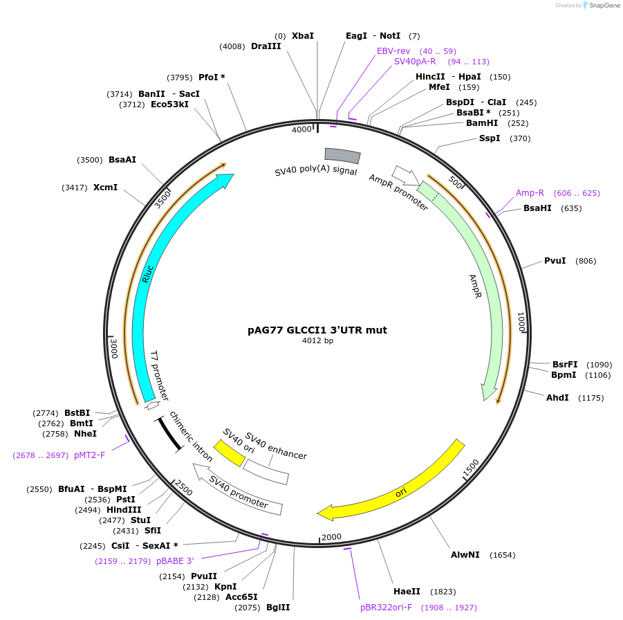 12062-plasmid-map-sequence-id-7207