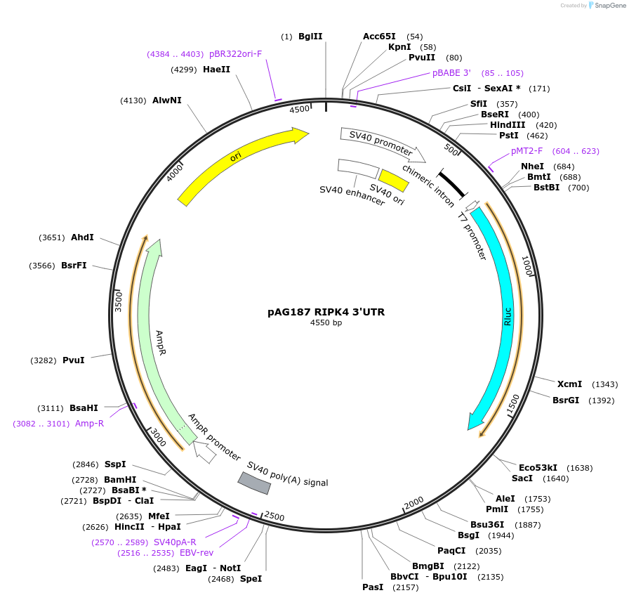 12063-plasmid-map-sequence-id-7208