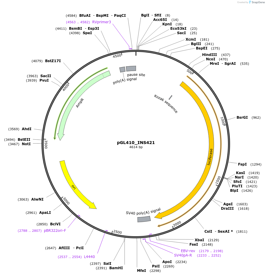 49057-plasmid-map-sequence-id-72170