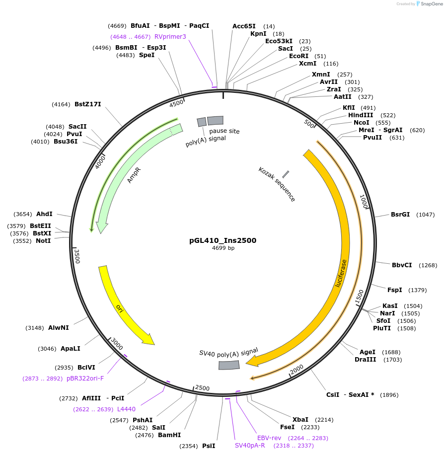 49058-plasmid-map-sequence-id-72171