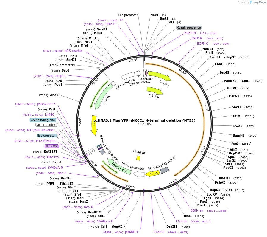 49062-plasmid-map-sequence-id-72184
