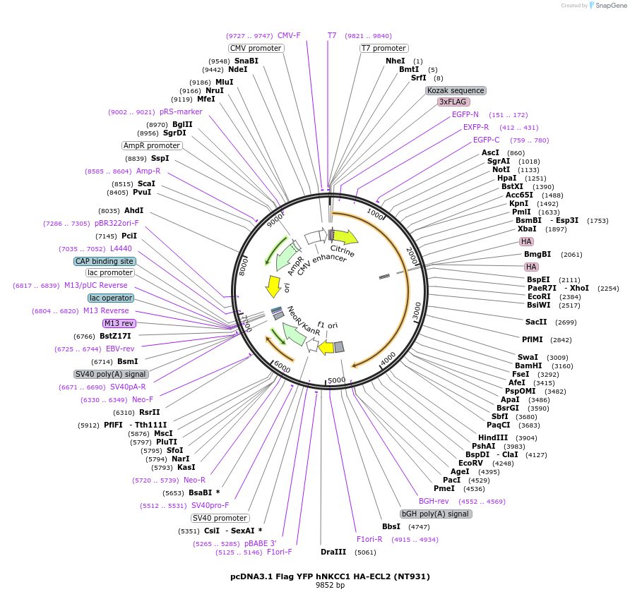 49063-plasmid-map-sequence-id-72185