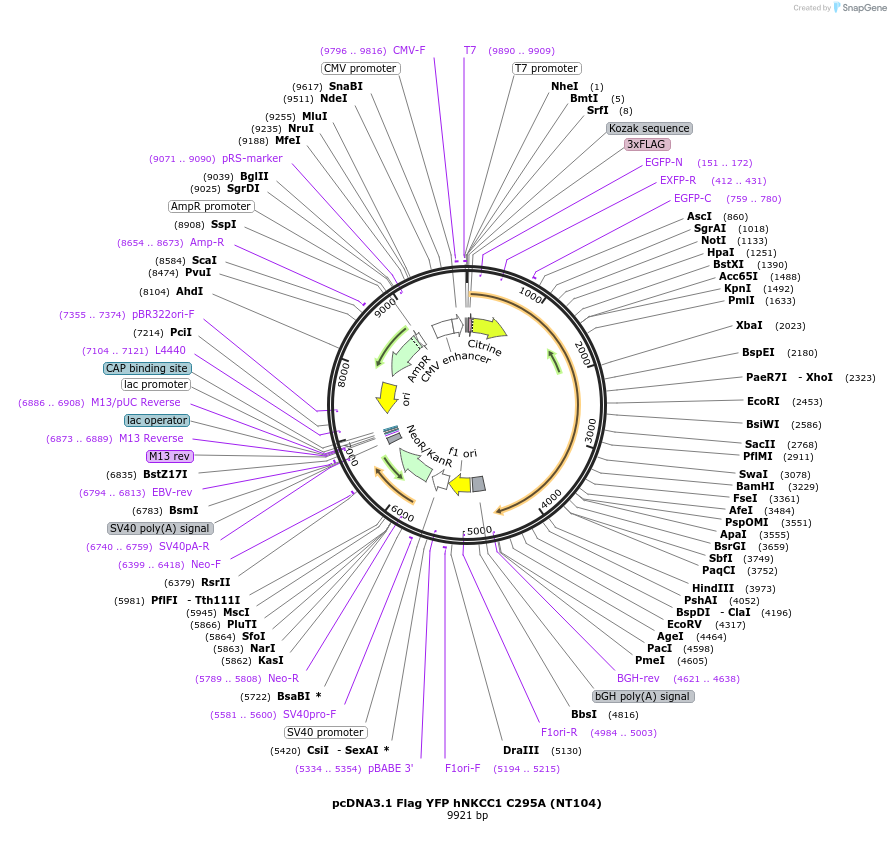 49067-plasmid-map-sequence-id-72193