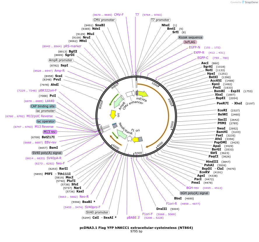 49069-plasmid-map-sequence-id-72196