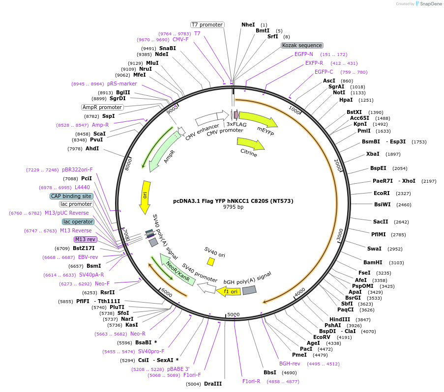 49075-plasmid-map-sequence-id-72203