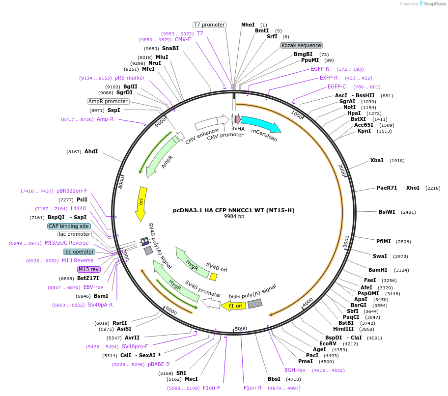 49077-plasmid-map-sequence-id-72205