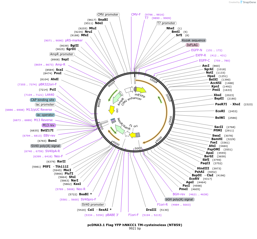 49078-plasmid-map-sequence-id-72207