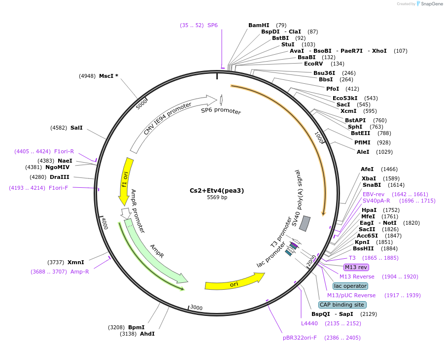 49093-plasmid-map-sequence-id-72287