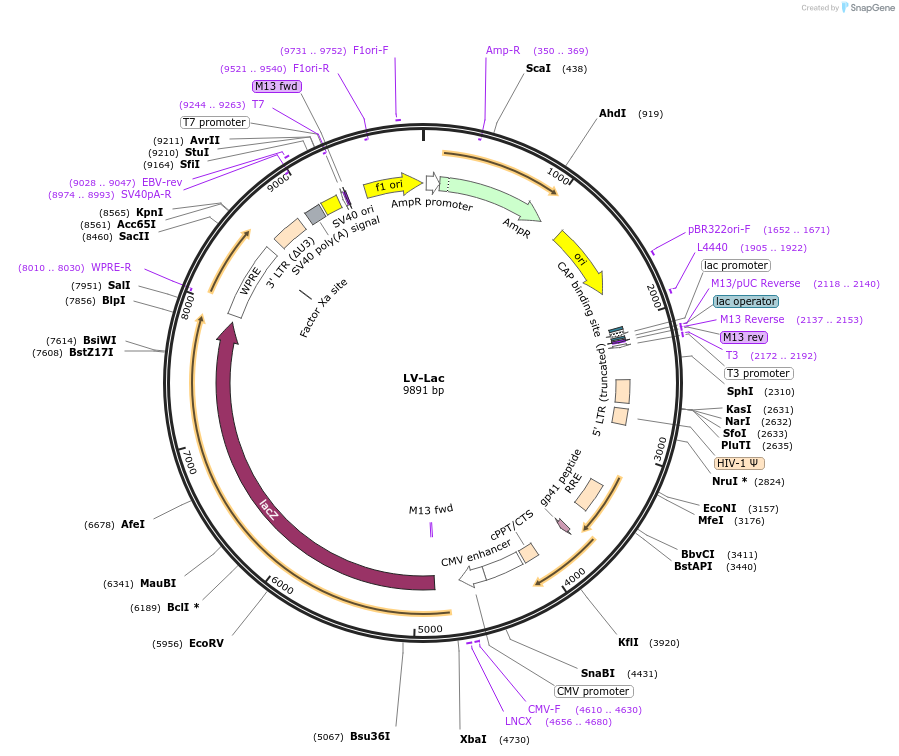 12108-plasmid-map-sequence-id-7229