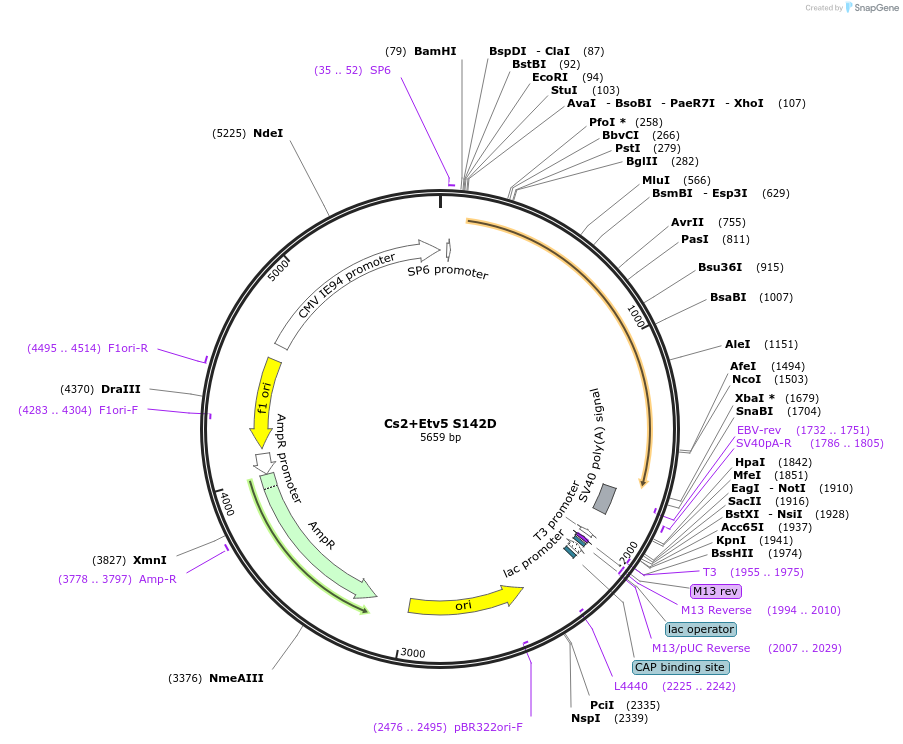 49096-plasmid-map-sequence-id-72293
