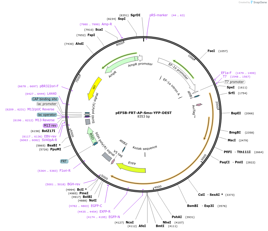49099-plasmid-map-sequence-id-72325