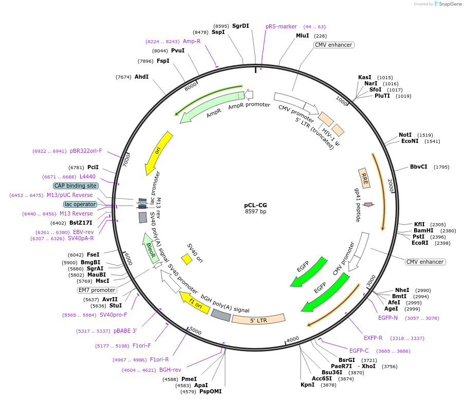 12157-plasmid-map-sequence-id-7234