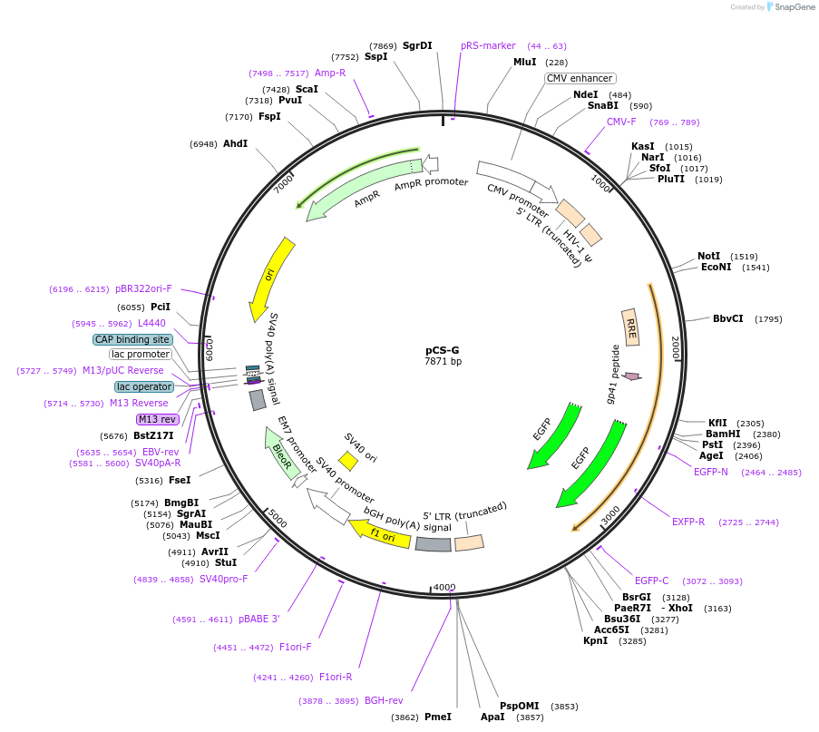 12159-plasmid-map-sequence-id-7236