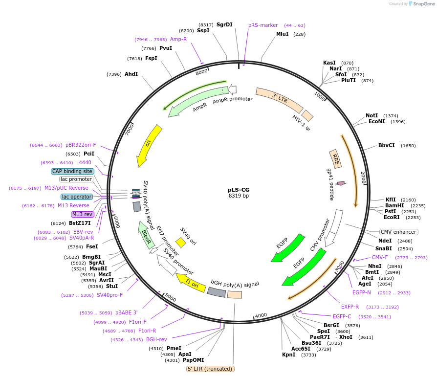 12161-plasmid-map-sequence-id-7237