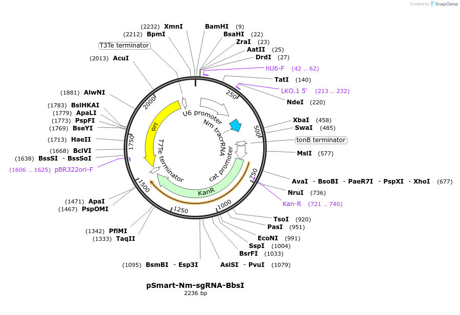 49157-plasmid-map-sequence-id-72446