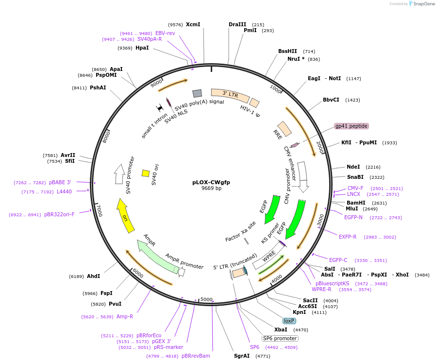 12241-plasmid-map-sequence-id-7253