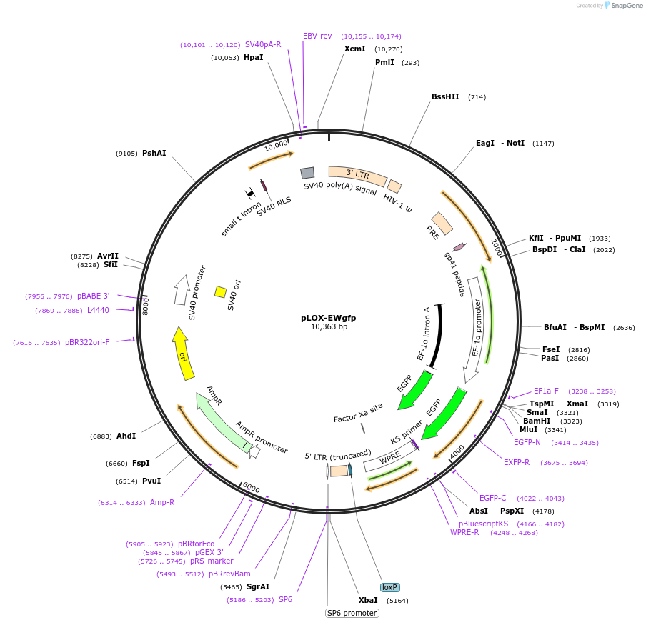12242-plasmid-map-sequence-id-7254