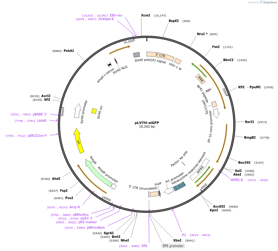 12248-plasmid-map-sequence-id-7260