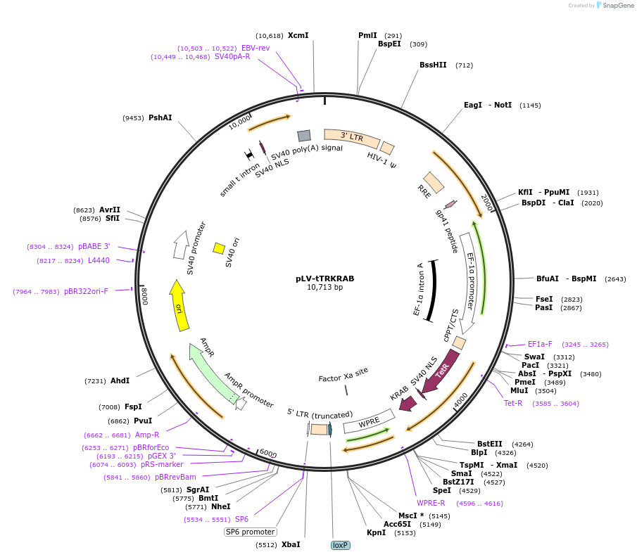 12249-plasmid-map-sequence-id-7261
