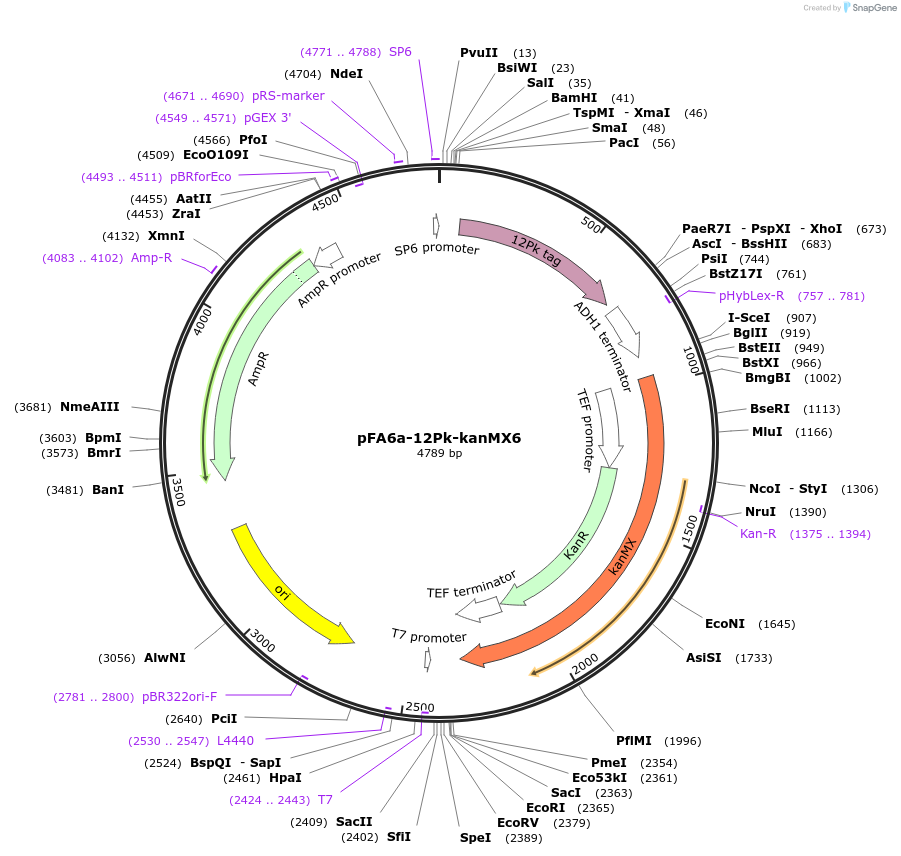 49176-plasmid-map-sequence-id-72634