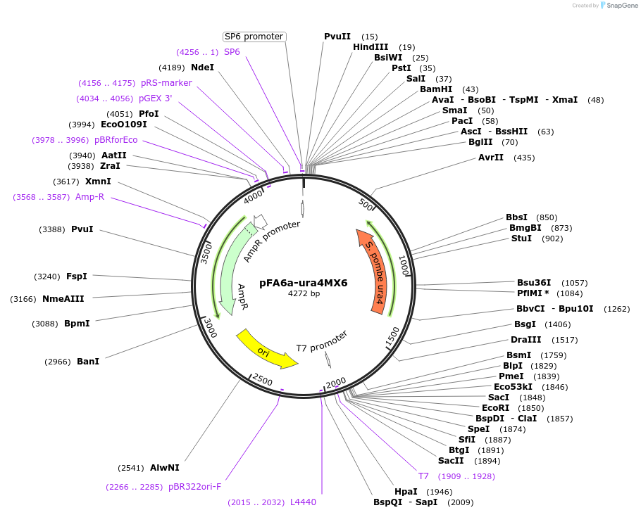 49184-plasmid-map-sequence-id-72659